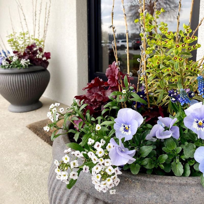 plants outside front door
