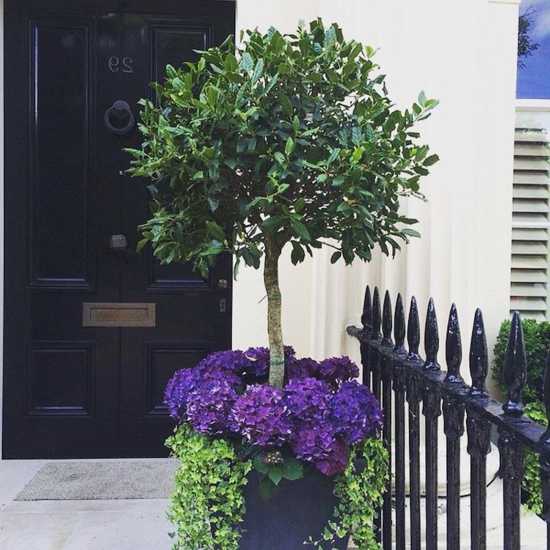 trees for front door house entrance