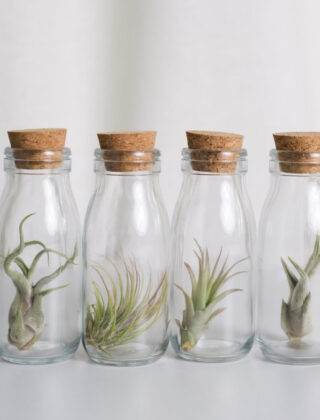 air plant display