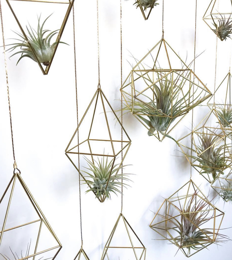 air plant display idea