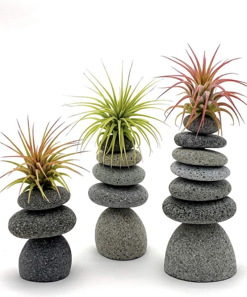 air plant display pebbles