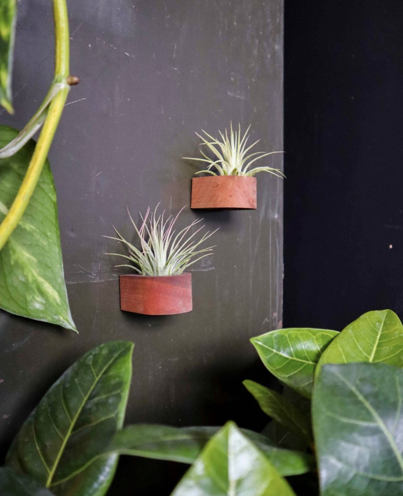 air plant display pot