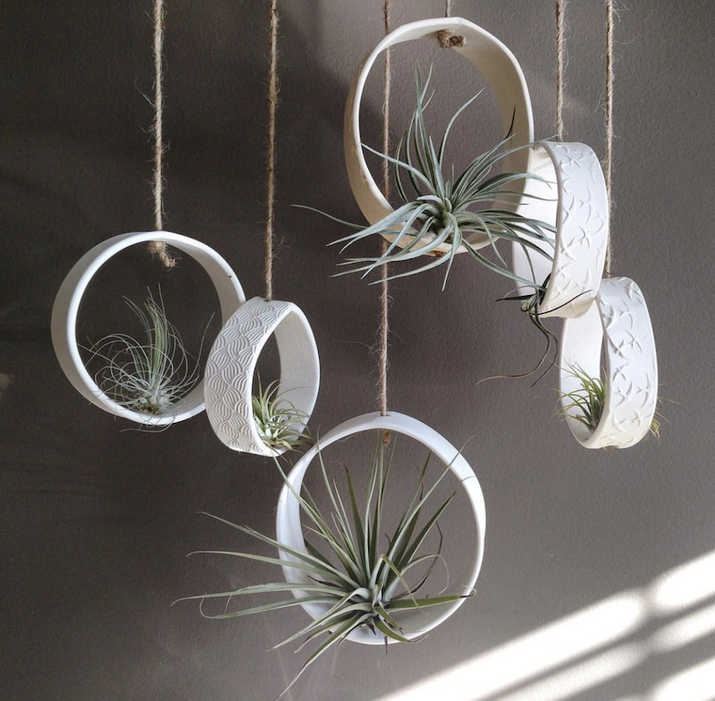 air plant glass