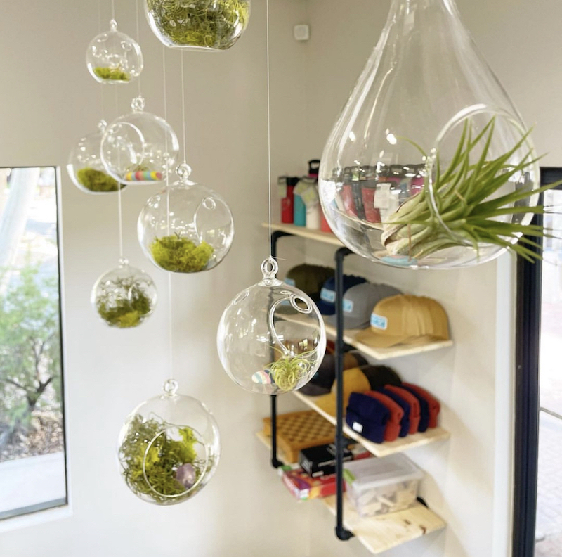 air plant in glass ball