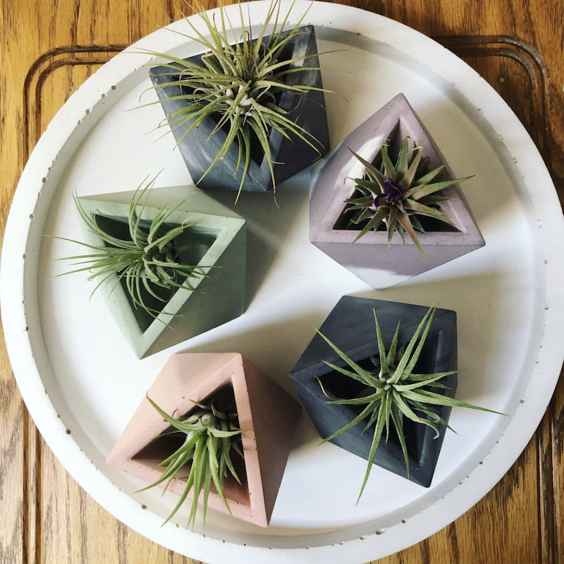 air plant ornaments