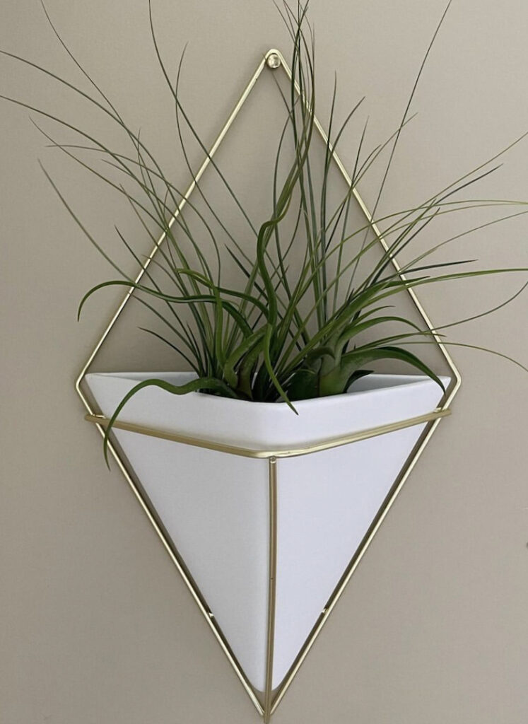 air plant wall hanging display