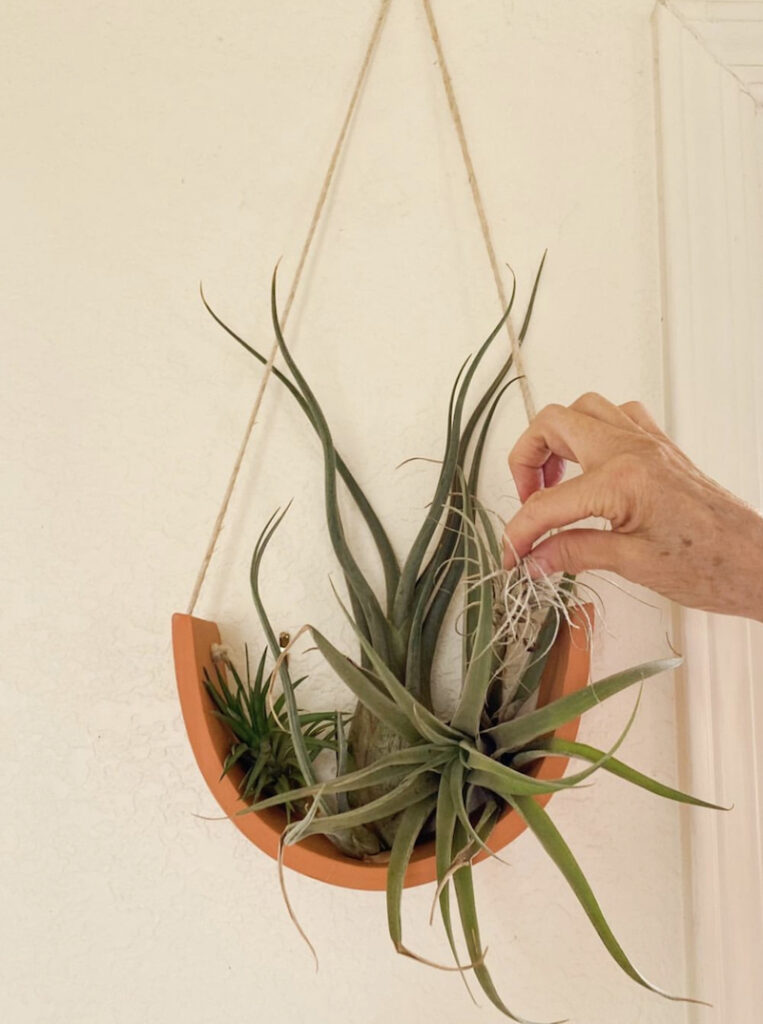 air plants hanging