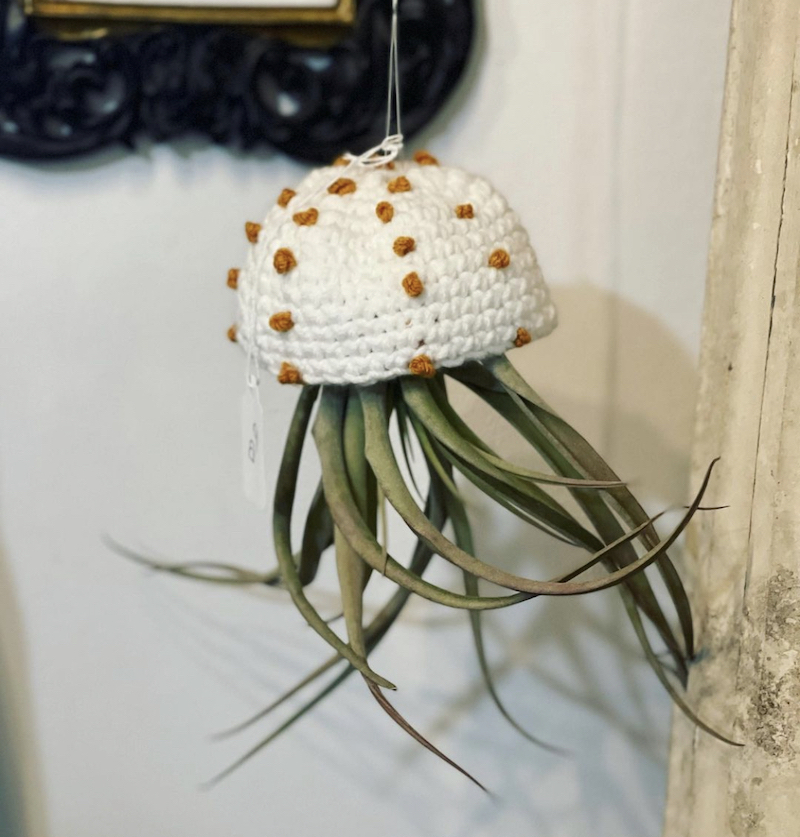 air plants in seashells