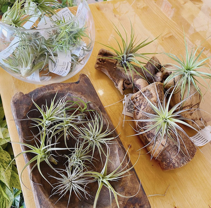 49+ Air Plant Display Ideas That You Will Marvel at in 2024 Houszed