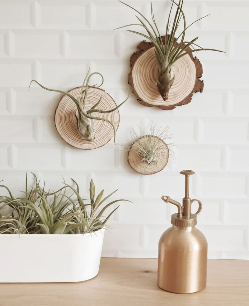 brass air plant holder