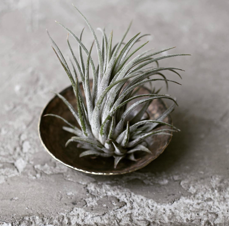 displaying air plants