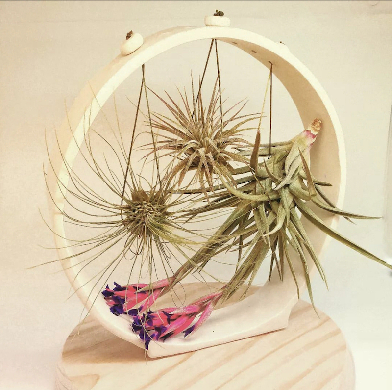 diy air plant frame