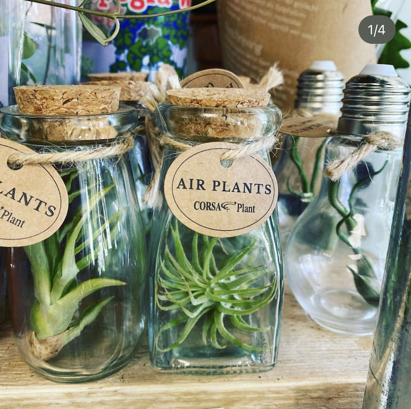 diy air plant terrarium