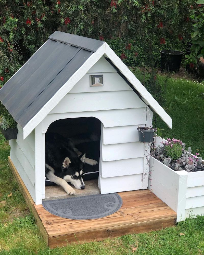 dog house design indoor