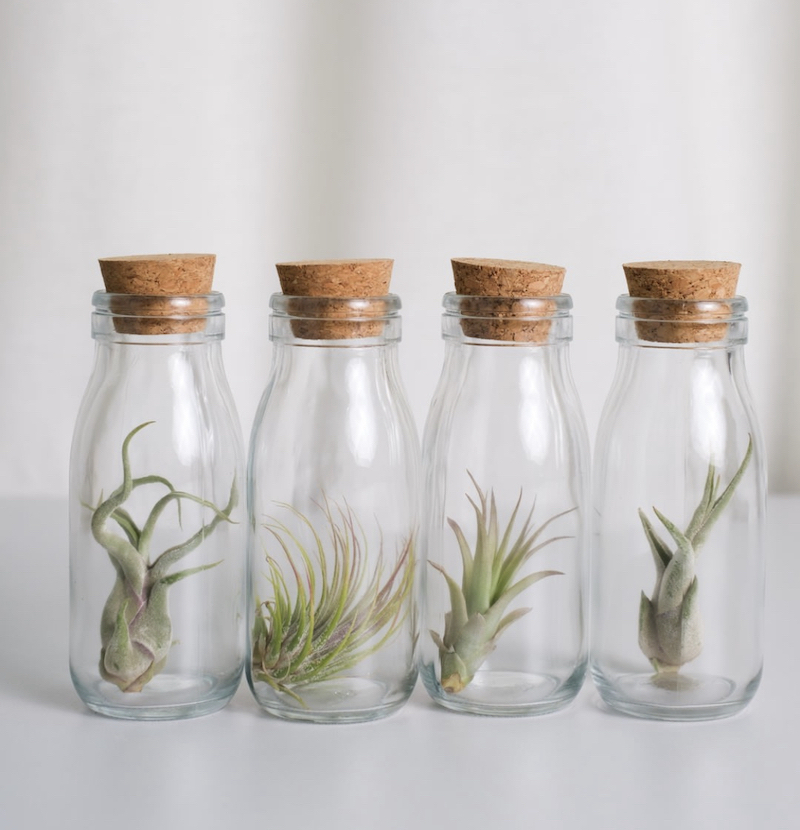 glass air plant holder
