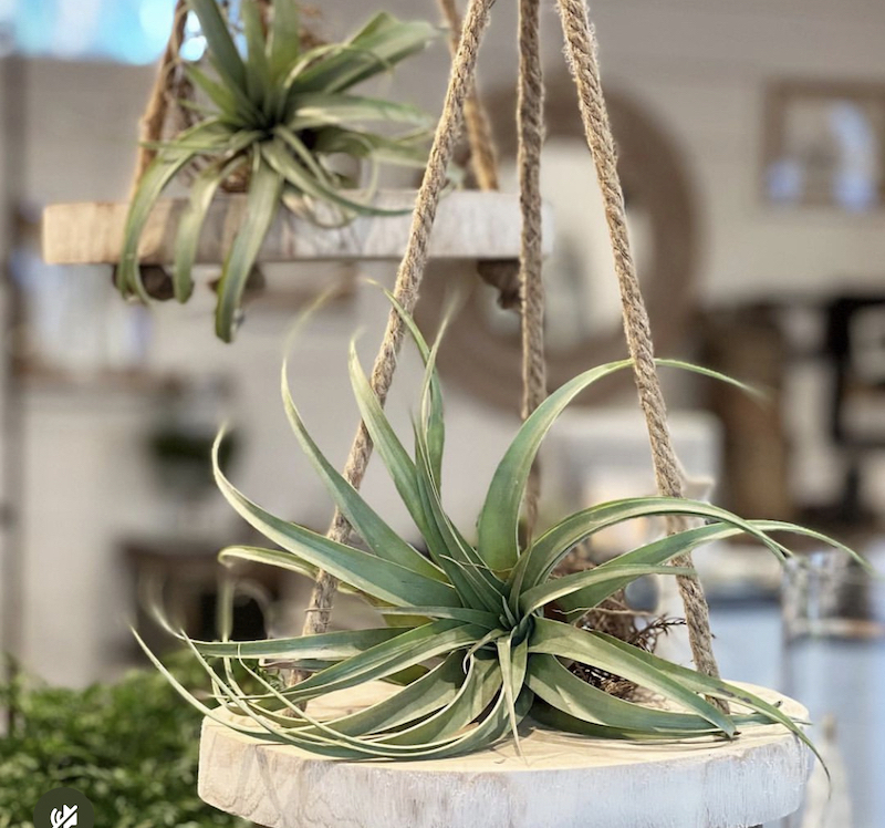 how to display air plants