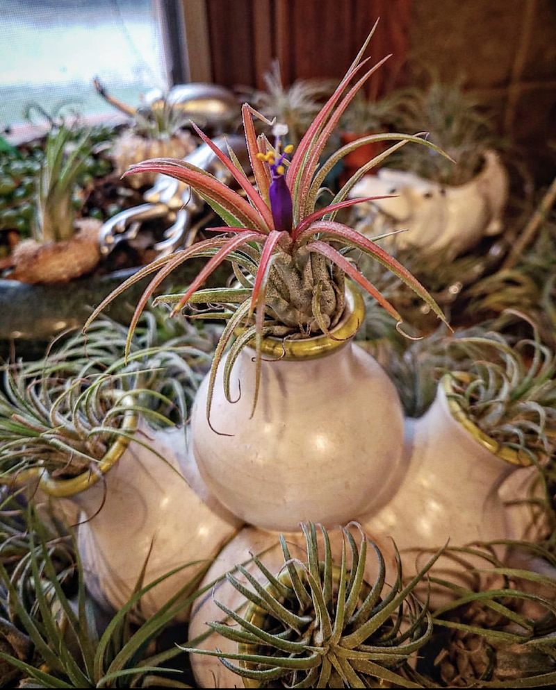ideas for displaying air plants