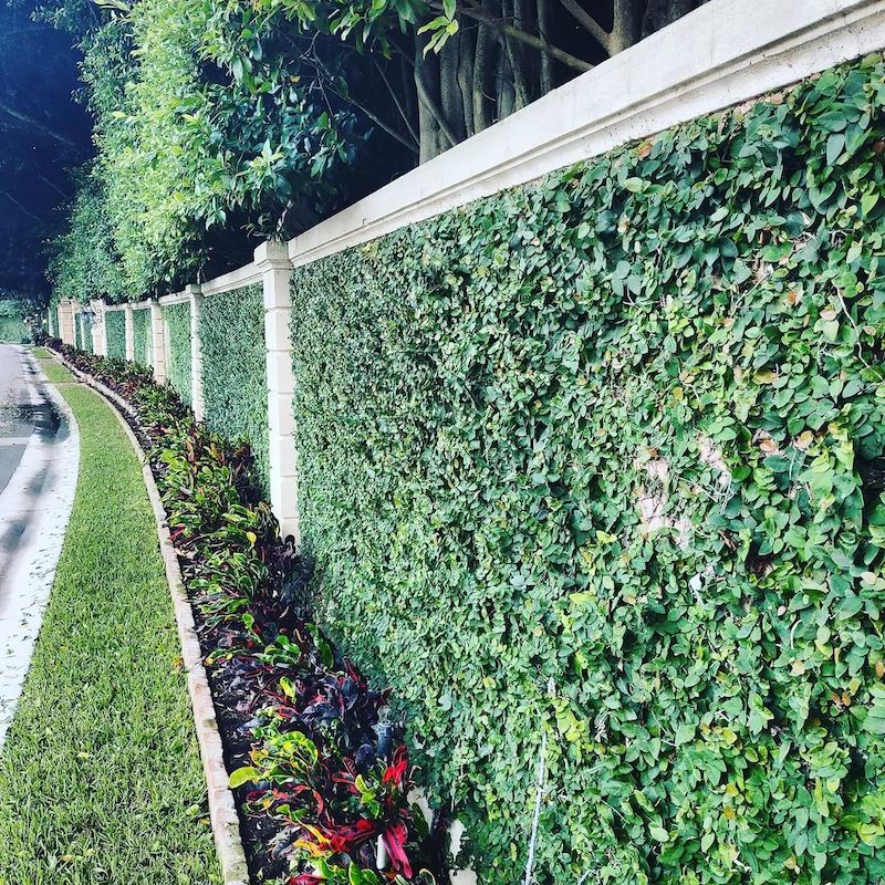natural privacy fence ideas