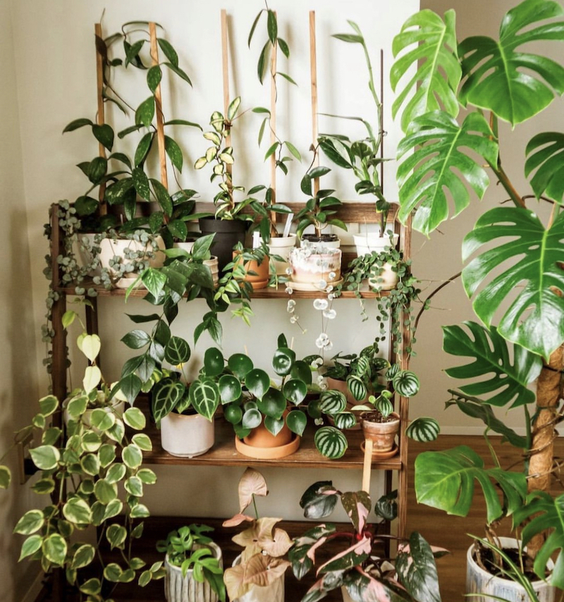 pegboard plant holder