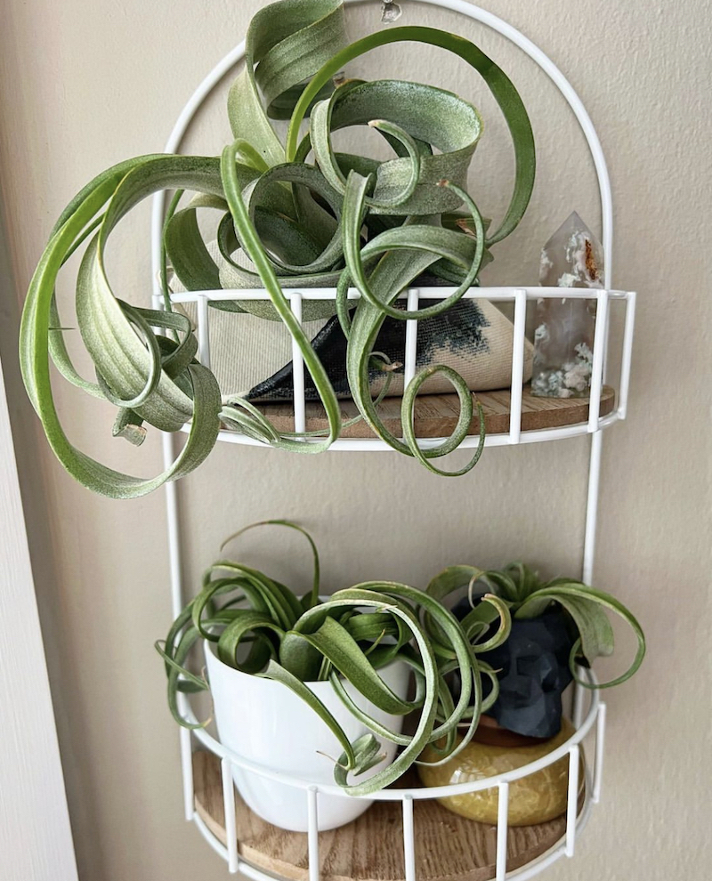 tall air plants