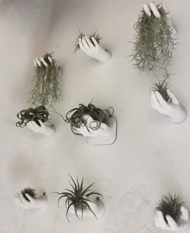unique air plant display