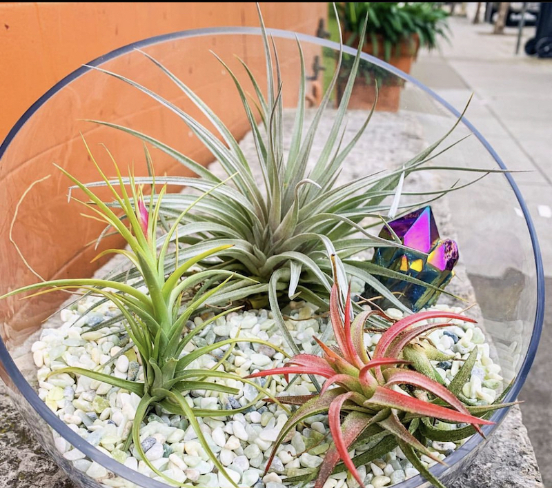 ways to display air plants