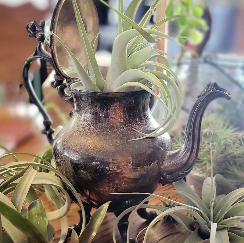 ways to hang air plants