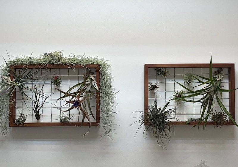 wood air plant holder