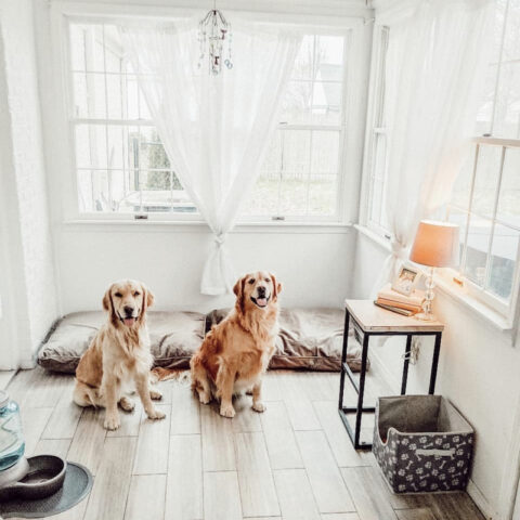 dog room ideas