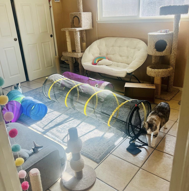 21+ Cat Room Ideas That Will Have You Purring in 2024 Houszed